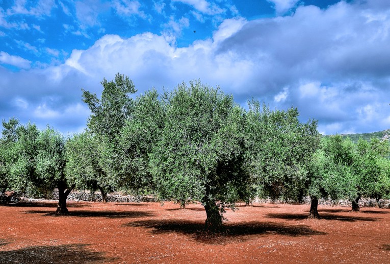 شجرة واحدة تثمر التين صيفا و الزيتون شتاءا في مدينة باليكسير